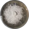Lion’s Mane (Hericium erinaceus) - Image 3