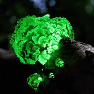 Glowing Bitter Oyster (Panellus stipticus)