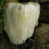 Lion’s Mane (Hericium erinaceus)