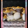 Fat Fuzz Spore Syringe - Image 3