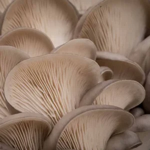 Pearl Oyster (Pleurotus ostreatus)